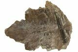 Permian Amphibian (Eryops) Fossil Skull Section - Texas #153729-1